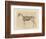 Horse Skeleton-null-Framed Premium Giclee Print