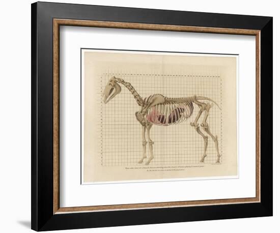 Horse Skeleton-null-Framed Premium Giclee Print