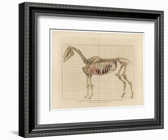 Horse Skeleton-null-Framed Premium Giclee Print