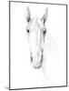 Horse Sketch-Avery Tillmon-Mounted Art Print