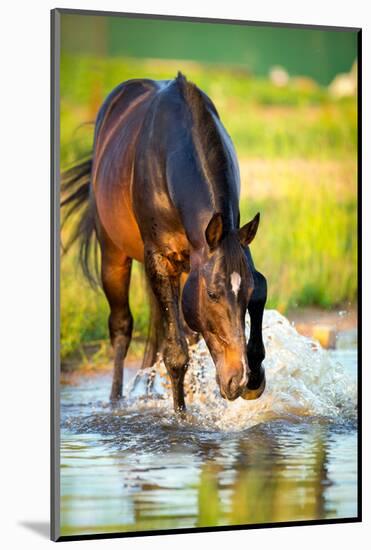 Horse Splashing in the Water at Sunset.-Alexia Khruscheva-Mounted Photographic Print
