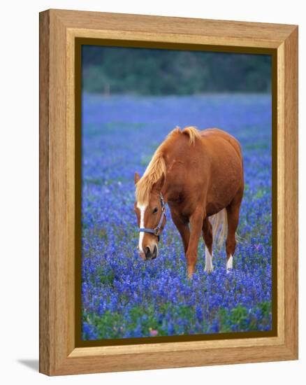 Horse Standing Among Bluebonnets-Darrell Gulin-Framed Premier Image Canvas