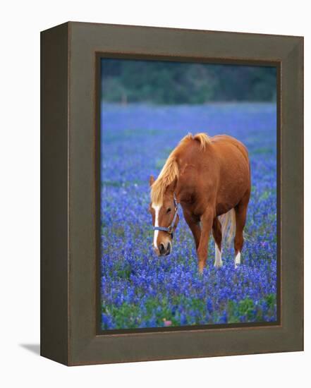 Horse Standing Among Bluebonnets-Darrell Gulin-Framed Premier Image Canvas