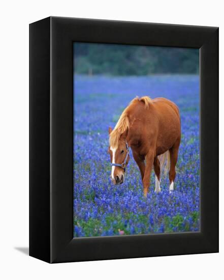 Horse Standing Among Bluebonnets-Darrell Gulin-Framed Premier Image Canvas