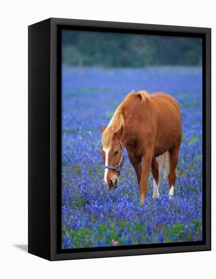 Horse Standing Among Bluebonnets-Darrell Gulin-Framed Premier Image Canvas