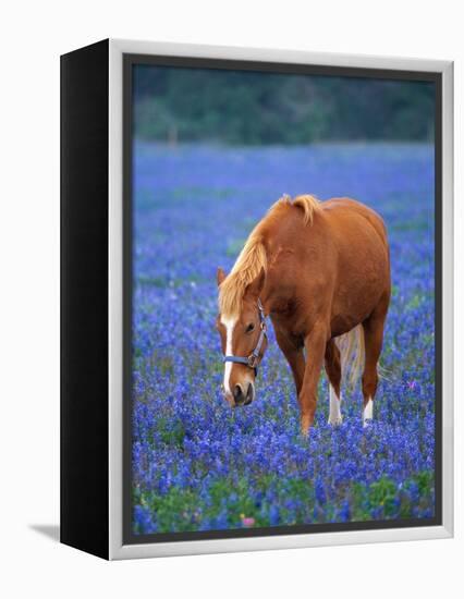 Horse Standing Among Bluebonnets-Darrell Gulin-Framed Premier Image Canvas