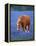 Horse Standing Among Bluebonnets-Darrell Gulin-Framed Premier Image Canvas