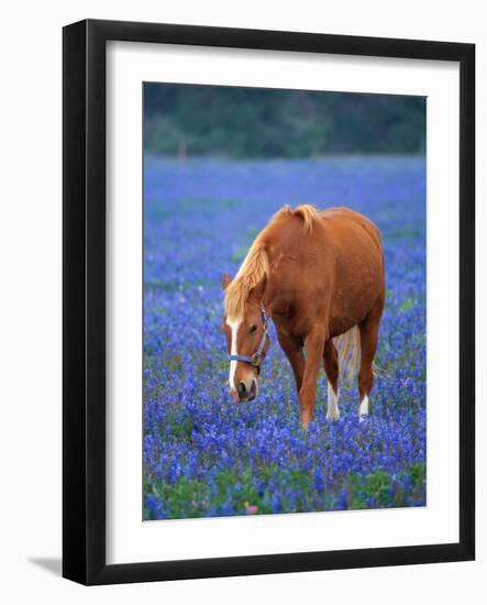 Horse Standing Among Bluebonnets-Darrell Gulin-Framed Photographic Print