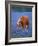 Horse Standing Among Bluebonnets-Darrell Gulin-Framed Photographic Print