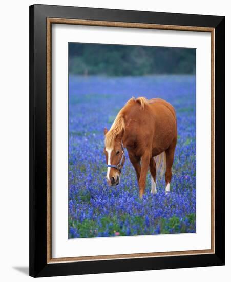 Horse Standing Among Bluebonnets-Darrell Gulin-Framed Photographic Print