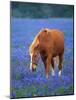 Horse Standing Among Bluebonnets-Darrell Gulin-Mounted Photographic Print