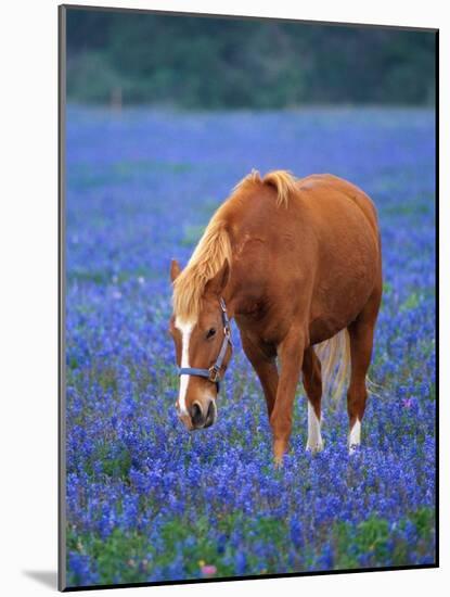 Horse Standing Among Bluebonnets-Darrell Gulin-Mounted Photographic Print