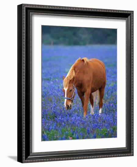 Horse Standing Among Bluebonnets-Darrell Gulin-Framed Photographic Print