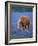 Horse Standing Among Bluebonnets-Darrell Gulin-Framed Photographic Print