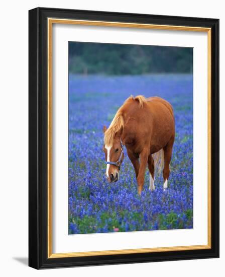 Horse Standing Among Bluebonnets-Darrell Gulin-Framed Photographic Print