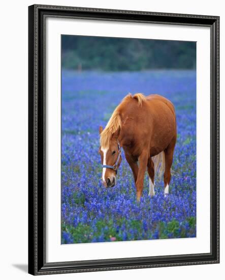 Horse Standing Among Bluebonnets-Darrell Gulin-Framed Photographic Print