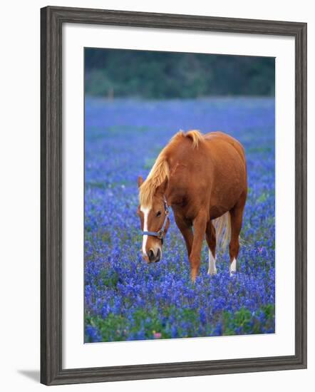 Horse Standing Among Bluebonnets-Darrell Gulin-Framed Photographic Print