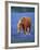 Horse Standing Among Bluebonnets-Darrell Gulin-Framed Photographic Print