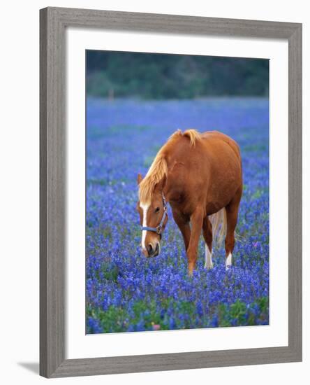 Horse Standing Among Bluebonnets-Darrell Gulin-Framed Photographic Print