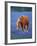 Horse Standing Among Bluebonnets-Darrell Gulin-Framed Photographic Print