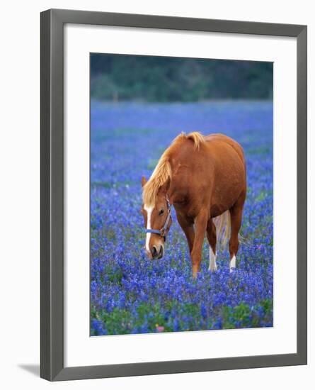 Horse Standing Among Bluebonnets-Darrell Gulin-Framed Photographic Print