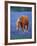 Horse Standing Among Bluebonnets-Darrell Gulin-Framed Photographic Print