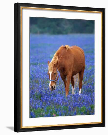 Horse Standing Among Bluebonnets-Darrell Gulin-Framed Photographic Print