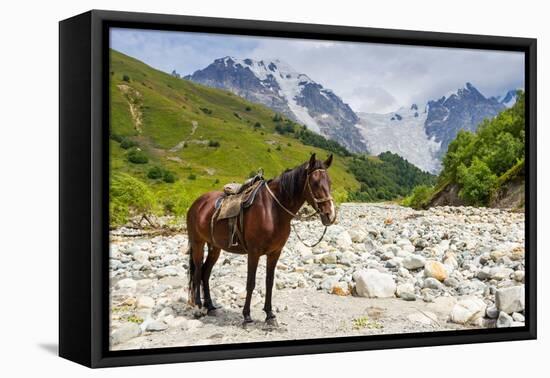 Horse standing by Adishchala River with Tetnuldi mountain peak in the background, Svaneti mountains-Jan Miracky-Framed Premier Image Canvas