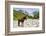 Horse standing by Adishchala River with Tetnuldi mountain peak in the background, Svaneti mountains-Jan Miracky-Framed Photographic Print