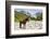 Horse standing by Adishchala River with Tetnuldi mountain peak in the background, Svaneti mountains-Jan Miracky-Framed Photographic Print