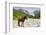 Horse standing by Adishchala River with Tetnuldi mountain peak in the background, Svaneti mountains-Jan Miracky-Framed Photographic Print