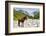 Horse standing by Adishchala River with Tetnuldi mountain peak in the background, Svaneti mountains-Jan Miracky-Framed Photographic Print