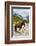 Horse standing by Adishchala River with Tetnuldi mountain peak in the background-Jan Miracky-Framed Photographic Print