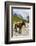 Horse standing by Adishchala River with Tetnuldi mountain peak in the background-Jan Miracky-Framed Photographic Print