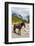 Horse standing by Adishchala River with Tetnuldi mountain peak in the background-Jan Miracky-Framed Photographic Print