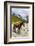 Horse standing by Adishchala River with Tetnuldi mountain peak in the background-Jan Miracky-Framed Photographic Print