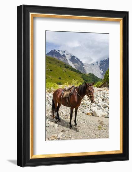Horse standing by Adishchala River with Tetnuldi mountain peak in the background-Jan Miracky-Framed Photographic Print