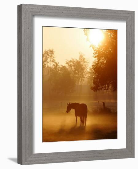 Horse Stands in a Meadow in Early Morning Fog in Langenhagen, Northern Germany-null-Framed Photographic Print