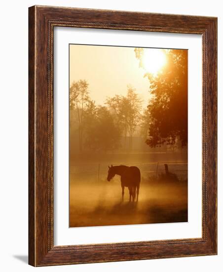 Horse Stands in a Meadow in Early Morning Fog in Langenhagen, Northern Germany-null-Framed Photographic Print