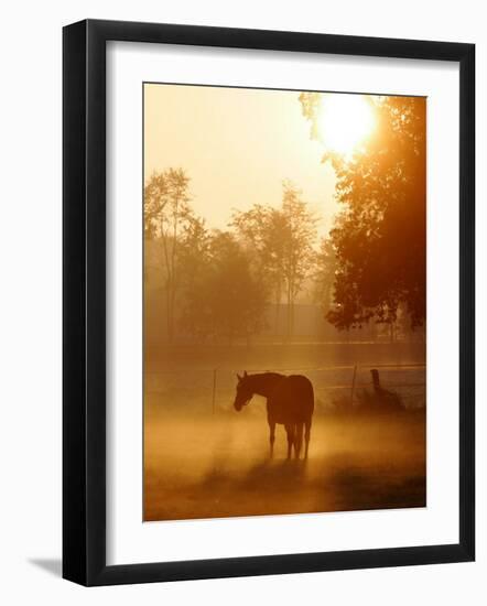 Horse Stands in a Meadow in Early Morning Fog in Langenhagen, Northern Germany-null-Framed Photographic Print