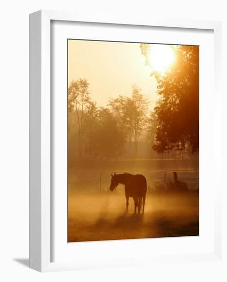 Horse Stands in a Meadow in Early Morning Fog in Langenhagen, Northern Germany-null-Framed Photographic Print