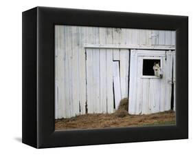 Horse Sticking Head out Barn Window-Kevin R^ Morris-Framed Premier Image Canvas