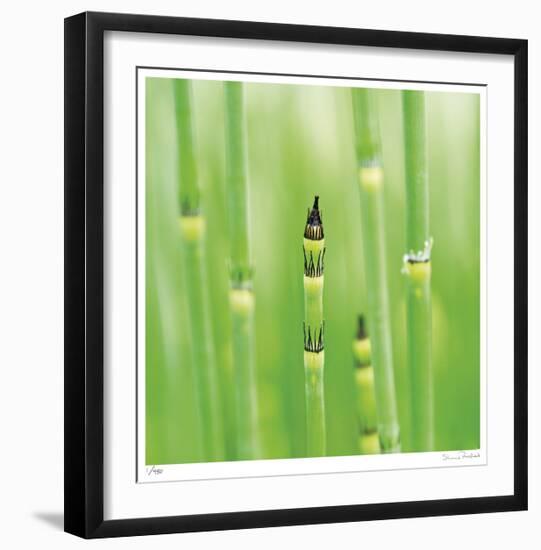 Horse Tail Grass Abstract No 43-Shams Rasheed-Framed Giclee Print