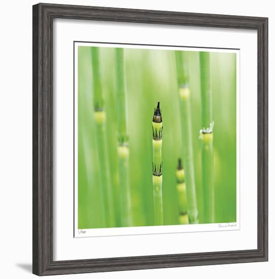 Horse Tail Grass Abstract No 43-Shams Rasheed-Framed Giclee Print