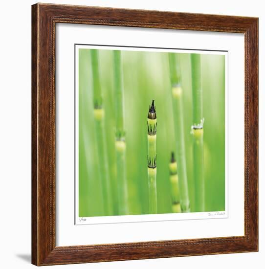 Horse Tail Grass Abstract No 43-Shams Rasheed-Framed Giclee Print