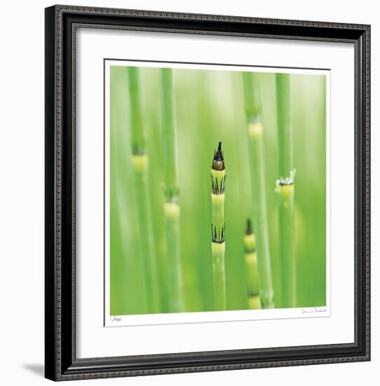 Horse Tail Grass Abstract No 43-Shams Rasheed-Framed Giclee Print