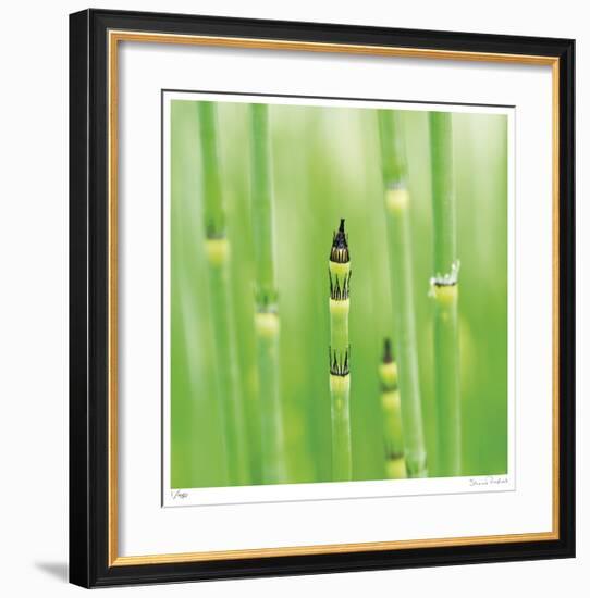 Horse Tail Grass Abstract No 43-Shams Rasheed-Framed Giclee Print