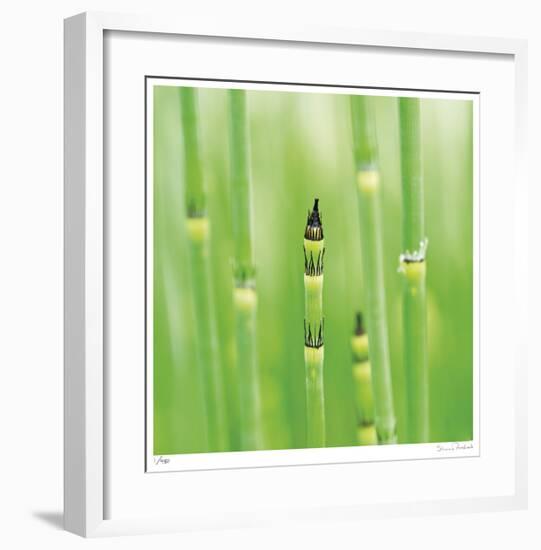 Horse Tail Grass Abstract No 43-Shams Rasheed-Framed Giclee Print