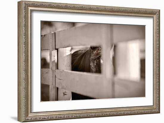 Horse Through Fence Kentucky-Steve Gadomski-Framed Photographic Print