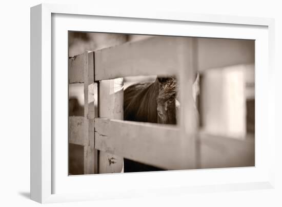 Horse Through Fence Kentucky-Steve Gadomski-Framed Photographic Print
